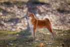 Shiba inu, foto: Shutterstock