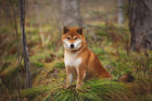 Shiba inu, foto: Shutterstock