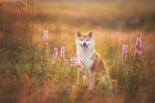 Shiba inu, foto: Shutterstock