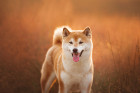 Shiba inu, foto: Shutterstock