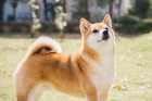 Shiba inu, foto: Shutterstock