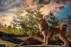 Shiba inu, foto: Shutterstock