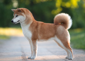 Shiba inu