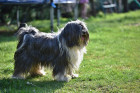 Tibetský teriér, foto: Shutterstock