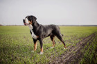 Velký švýcarský salašnický pes, foto: Shutterstock