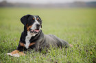 Velký švýcarský salašnický pes, foto: Shutterstock