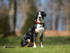 Velký švýcarský salašnický pes, foto: Shutterstock