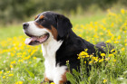 Velký švýcarský salašnický pes, foto: Shutterstock