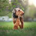 Velšteriér, foto: Shutterstock