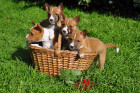 Basenji, štěňata. Foto: Shutterstock