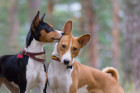 Basenji, foto: Shutterstock