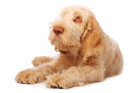 Italský spinone, foto: Shutterstock