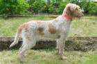 Italský spinone, foto: Shutterstock