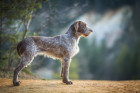 Italský spinone, foto: Shutterstock