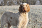 Italský spinone, foto: Shutterstock