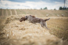 Italský spinone, foto: Shutterstock