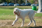 Italský spinone, foto: Shutterstock
