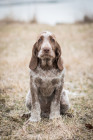 Italský spinone, foto: Shutterstock