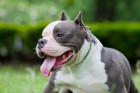 American Bully, foto: Shutterstock (Fotografie pochází ze zahraničí, kde je běžné kupírování uší. V ČR je tato praktika nezákonná.)