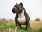 American Bully, foto: Shutterstock (Fotografie pochází ze zahraničí, kde je běžné kupírování uší. V ČR je tato praktika nezákonná.)