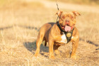 American Bully