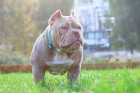 American Bully, foto: Shutterstock (Fotografie pochází ze zahraničí, kde je běžné kupírování uší. V ČR je tato praktika nezákonná.)