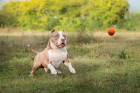 American Bully, foto: Shutterstock (Fotografie pochází ze zahraničí, kde je běžné kupírování uší. V ČR je tato praktika nezákonná.)