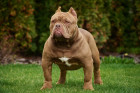 American Bully, foto: Shutterstock (Fotografie pochází ze zahraničí, kde je běžné kupírování uší. V ČR je tato praktika nezákonná.)