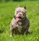 American Bully, foto: Shutterstock (Fotografie pochází ze zahraničí, kde je běžné kupírování uší. V ČR je tato praktika nezákonná.)