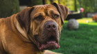 Boerboel, foto: Shutterstock