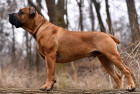 Boerboel, foto: Shutterstock