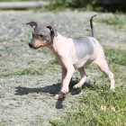 Americký bezsrstý teriér - štěně, foto: Shutterstock