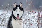 Sibiřský husky, foto: Shutterstock