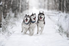 Sibiřský husky, foto: Shutterstock