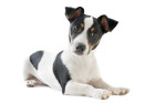 Jack Russell teriér, foto: Shutterstock