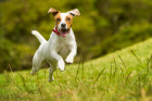Jack Russell teriér, foto: Shutterstock