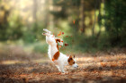 Jack Russell teriér, foto: Shutterstock