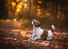 Jack Russell teriér, foto: Shutterstock