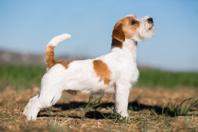 Jack Russell teriér