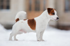 Jack Russell teriér, foto: Shutterstock