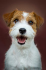 Jack Russell teriér, foto: Shutterstock