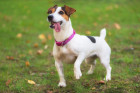 Jack Russell teriér, foto: Shutterstock