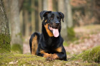 Beauceron