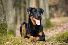 Beauceron