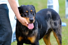 Beauceron, foto: Shutterstock