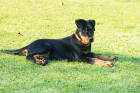 Mladý beauceron, foto: Shutterstock