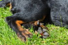 Zdvojené paspárky na zadních nohách jsou pro beaucerona typické, foto: Shutterstock