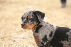 Štěně beaucerona, foto: Shutterstock