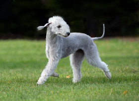 Bedlington teriér