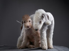 Bedlington teriéři, foto: Shutterstock